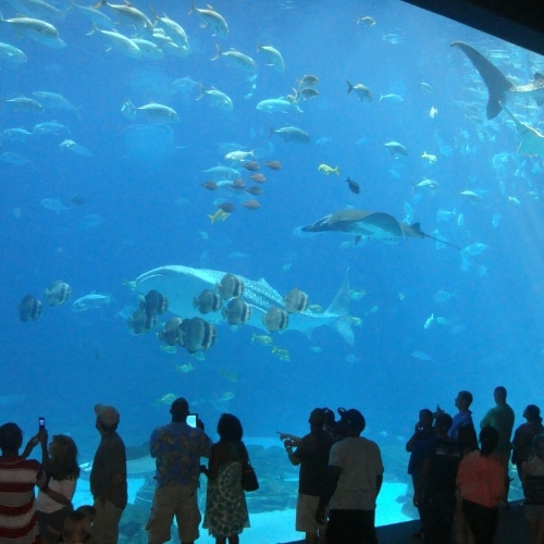 Le Georgia Aquarium