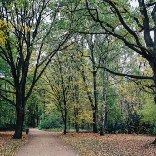Le jardin de Tiergarten